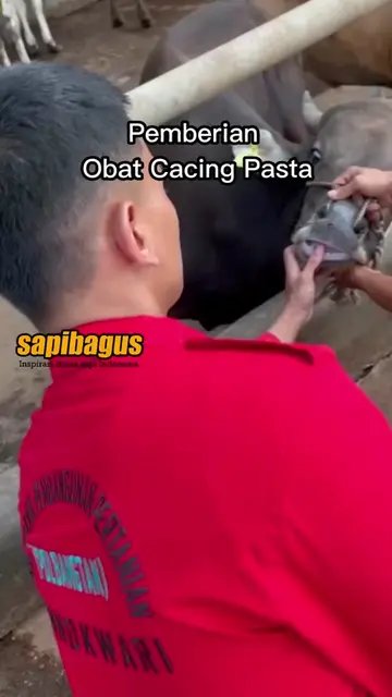 Obat-Cacing-Pasta-Ternak-Sapi-